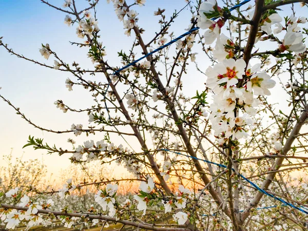Witte Abrikozenbloesems Bij Zonsondergang Blossom Trail Central Valley Californië Met — Stockfoto