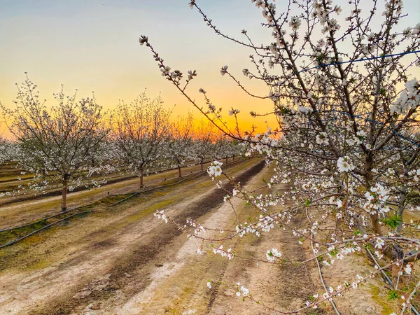 白杏花在日落时分绽放在加利福尼亚州中央谷地的花冠小径上 并留有复制的空间 图库图片