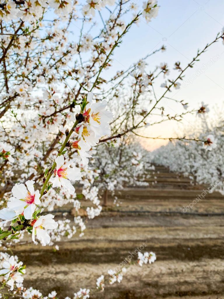 White apricot flower blossoms at sunset on Blossom Trail in Central Valley, California, with copy space