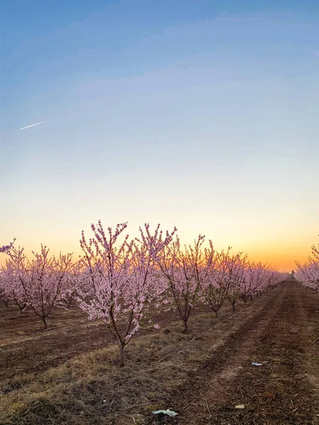 Pink Plum Flower Blossoms Sunset Blossom Trail Central Valley California — Stock Photo, Image