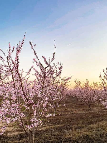 Roze Pruimenbloesems Bij Zonsondergang Blossom Trail Central Valley Californië Met — Stockfoto