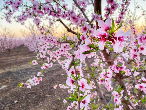 Flor Ciruela Rosa Florece Atardecer Blossom Trail Central Valley California — Foto de Stock