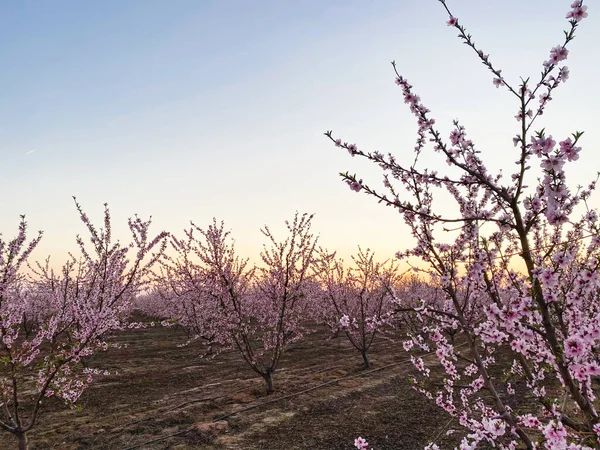 Roze Pruimenbloesems Bij Zonsondergang Blossom Trail Central Valley Californië Met — Stockfoto