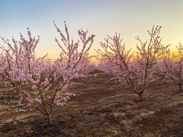 Roze Pruimenbloesems Bij Zonsondergang Blossom Trail Central Valley Californië Met — Stockfoto