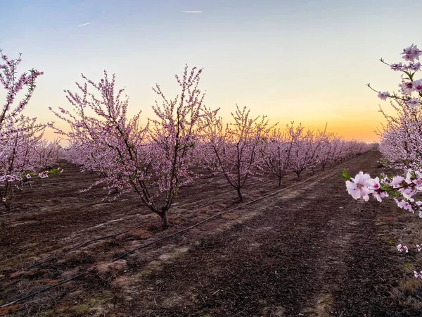 Flor Ciruela Rosa Florece Atardecer Blossom Trail Central Valley California — Foto de Stock