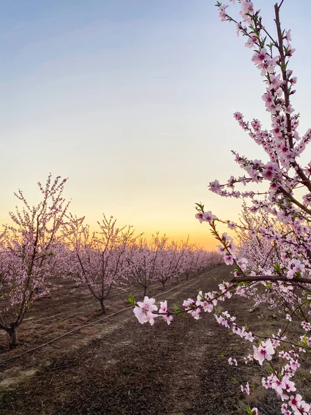 Flor Ciruela Rosa Florece Atardecer Blossom Trail Central Valley California — Foto de Stock