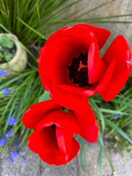 Vibrant Red Springtime Tulips Garden Grass Background — Stock Photo, Image