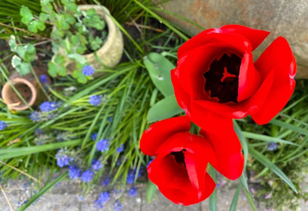 Vibrant Red Springtime Tulips Garden Grass Background — Stock Photo, Image