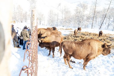 Wall Street 'ten büyük bir bizon ya da boğa bitkisi ayakta duruyor.