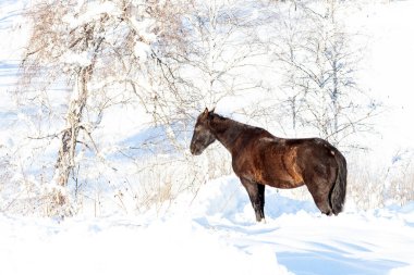 Yalnız siyah bir at kışın karlı dağlarda durur.