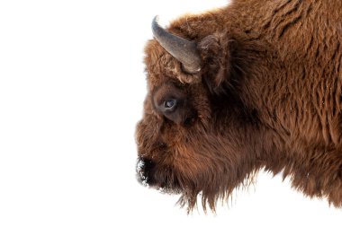 Bison bull head with brown fur and horns on a white isolated bac clipart
