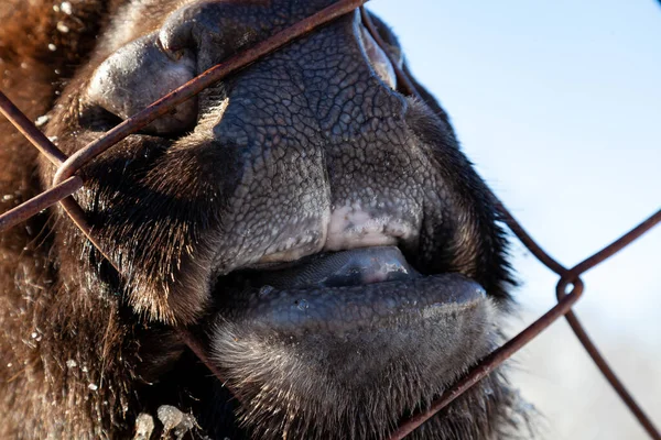 A close-up on the nose, face, and jaw of a ruminant cow, bull, b