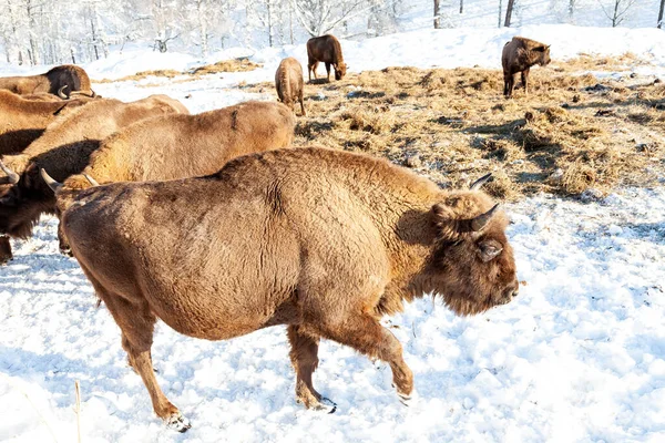 Una gran hembra de bisonte marrón o vaca se encuentra cerca de la hierba en la nieve n — Foto de Stock