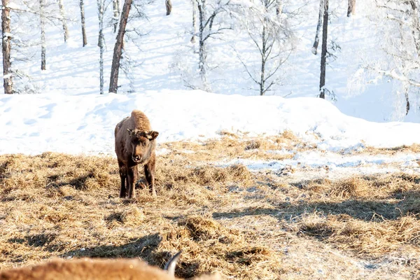 Un niño pequeño bisonte marrón o toro de la calle de la pared se para cerca de th — Foto de Stock
