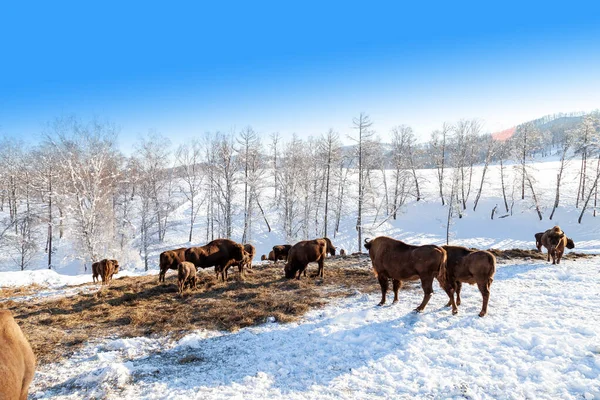 Una gran manada de bisontes marrones o toros de Wall Street pastan junto a — Foto de Stock