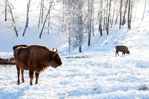 Dos bisontes marrones grandes hembras o toros de la calle de la pared — Foto de Stock