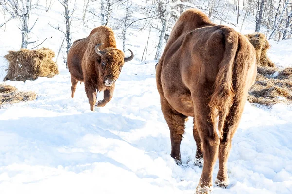 Lucha de dos toros bisontes marrones corriendo uno contra el otro en el invierno — Foto de Stock
