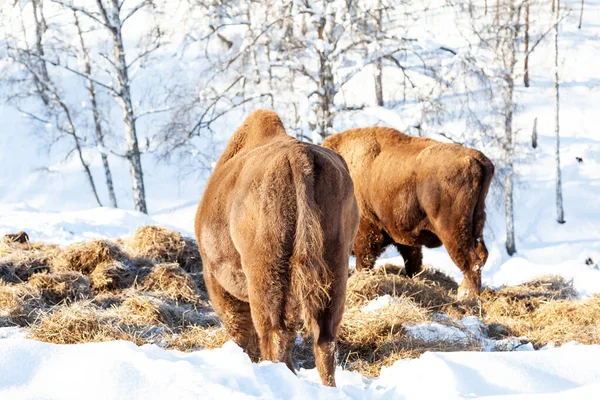 Dos bisontes marrones grandes hembras o toros de la calle de la pared — Foto de Stock