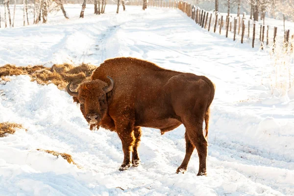 Un bisonte marrón grande o toro de la calle de la pared se para con su mou — Foto de Stock