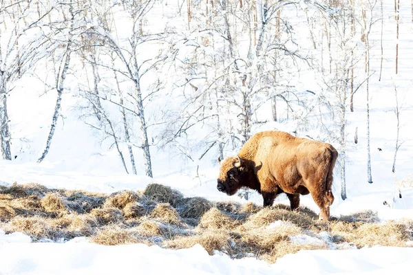 Un bisonte marrón grande o toro de la calle de la pared se para con su mou — Foto de Stock