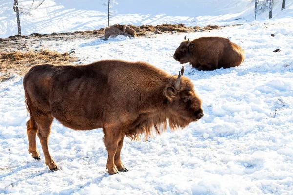 Deux femelles grandes bisons bruns ou taureaux muraux se dresse sur le — Photo