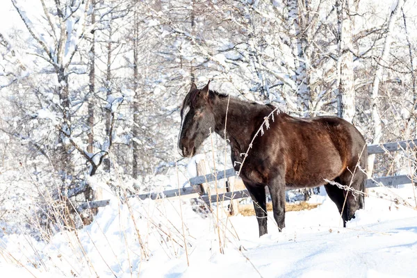 Osamělý černý kůň stojí v zimě v horách ve sněhu — Stock fotografie