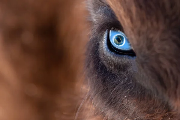 Closeup on the big eye of an animal, bull, bison, cow or horse w