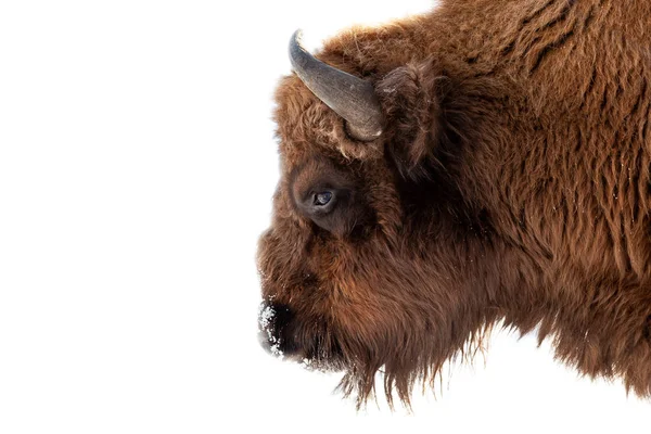 Cabeza de toro bisonte con piel marrón y cuernos en un bac aislado blanco — Foto de Stock