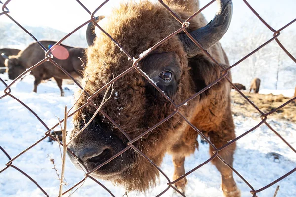 A large cute and funny brown bison or bull from Wall Street is s — ストック写真