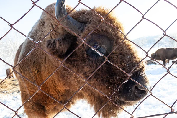 A side of a head of large brown bison or bull from Wall Street i