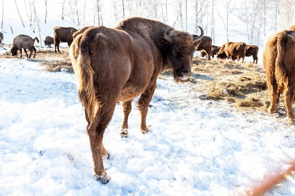 Una gran hembra de bisonte marrón o vaca se encuentra cerca de la hierba en la nieve n — Foto de Stock