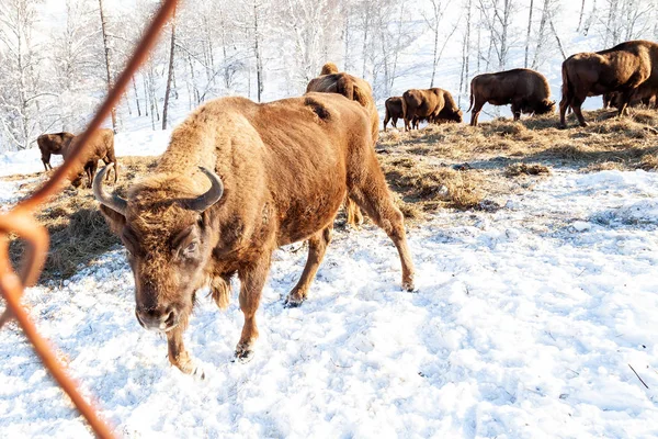 ウォール街の大きな茶色のバイソンか雄牛が近くに立っている — ストック写真