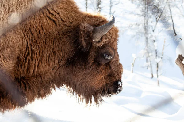白い孤立した背中に茶色の毛皮と角を持つバイソン牛の頭 — ストック写真
