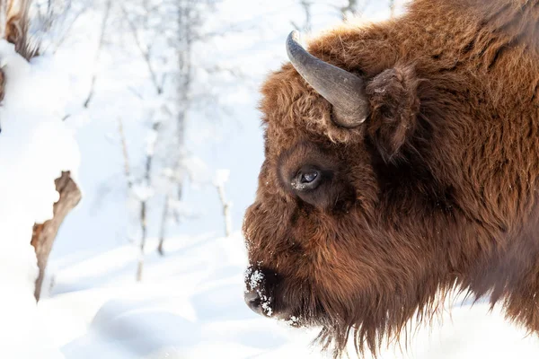 Cabeza de toro bisonte con piel marrón y cuernos en un bac aislado blanco — Foto de Stock