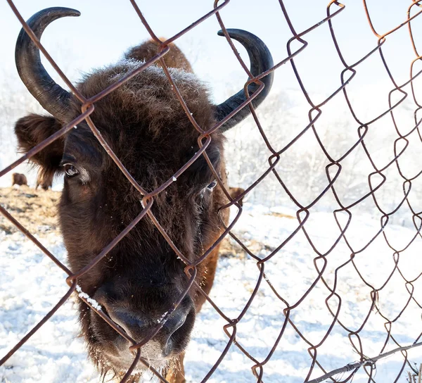 Una cabeza con cuernos de bisonte marrón grande o toro de Wall Street — Foto de Stock