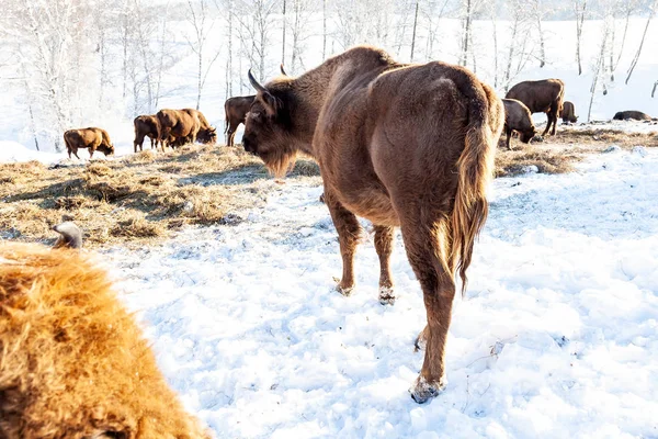 Una gran hembra de bisonte marrón o vaca se encuentra cerca de la hierba en la nieve n — Foto de Stock