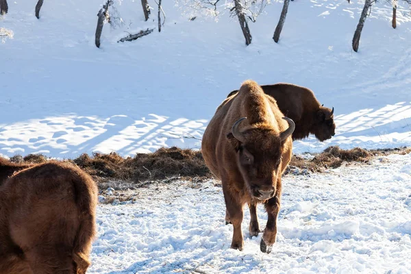Un gran bisonte marrón o toro de la calle de la pared se para con su boca op — Foto de Stock