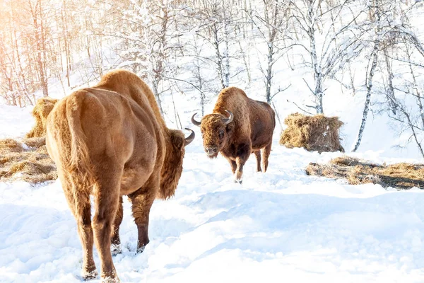 A large brown bison or wall street bull stands with its mouth op — Stock Photo, Image