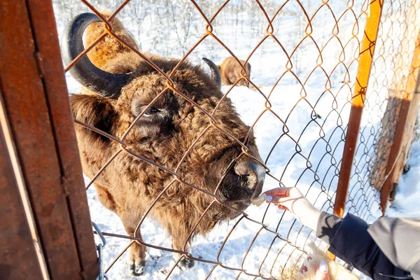 Un gran bisonte marrón o toro de la calle de la pared se para con su boca op — Foto de Stock