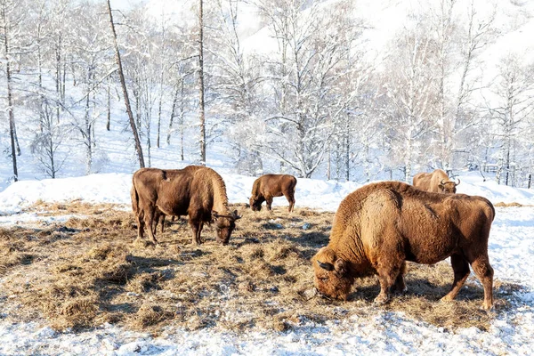 Una gran manada de bisontes marrones o toros de Wall Street pastan junto a — Foto de Stock