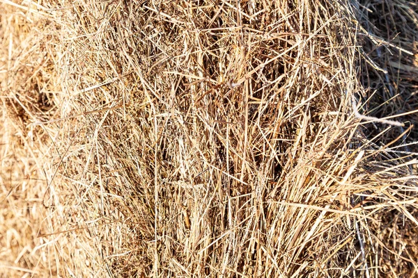 Close-up em talos de feno seco empilhados em pilhas para alimentar fazenda um — Fotografia de Stock
