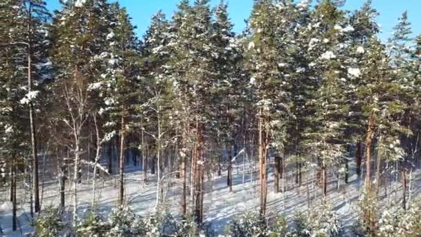 Vuelo Horizontal Largo Hermosos Árboles Coníferas Bosque Cubierto Nieve Con — Vídeos de Stock