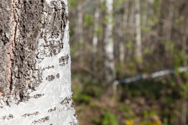 Close National Birch Tree Trunk Porous Bark Background Deciduous Russian — Stock Photo, Image