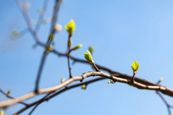 Close Brown Vine Raspberry Bush Blooming Buds Sprouting Green Bright — Stock Photo, Image