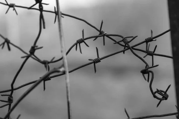Close Metal Fence Iron Barbed Wire Gray Background Detention Centers — Stock Photo, Image