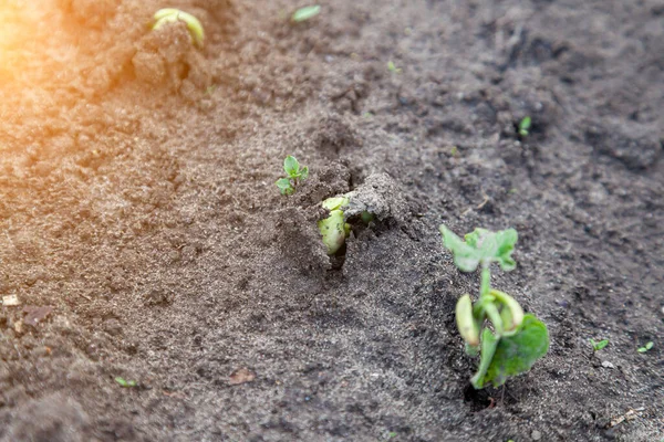 Крупный План Прорастающих Семян Посаженных Землю Молодыми Сочными Зелеными Весенними — стоковое фото