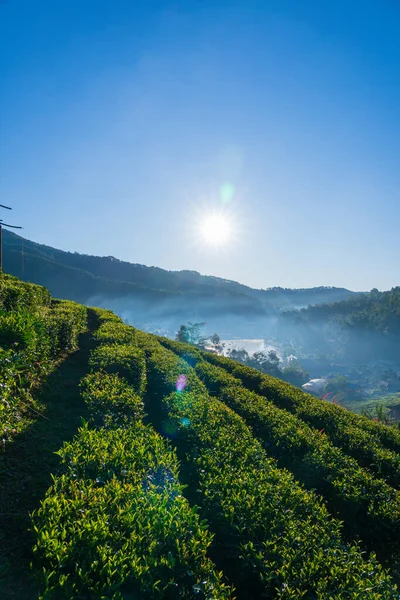 Hojas de té verde fresco en el bosque de la mañana y la naturaleza verde pa — Foto de Stock