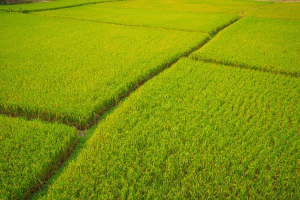 Top view paddy field, Lush green rice beautiful background in CH — Stock Photo, Image