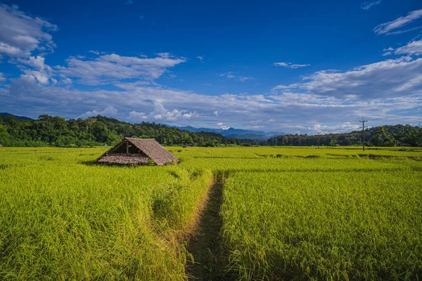 Campo de arroz vista superior, exuberante arroz verde y cabaña hermosa espalda — Foto de Stock