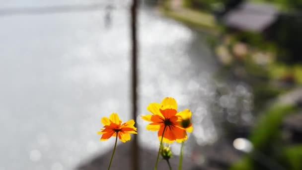 Cosmo giallo fiori o zolfo Cosmos fiori nel parco in mezzo alla foresta e verde parco naturale e bella riflessione del fiume astratto sfocatura e bokeh sfondo brillante . — Video Stock